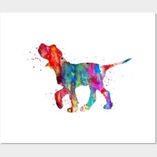 Italian Spinone Posters and Art